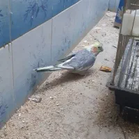 دو عدد عروس هلندی|پرنده|اراک, |دیوار