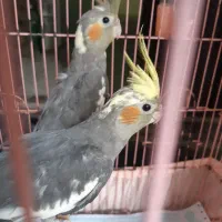 فروش عروس هلندی