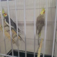 جفت طوطی عروس هلندی