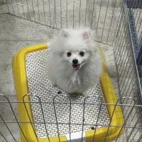 پامرانین خرسی