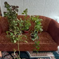 گل حسن یوسف ، گل پتوس،گل قاشقی وکاکتوس شاخ بزی|گل و گیاه طبیعی|شیراز, گویم|دیوار