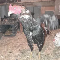۲عدد لاری یکی۹ماه یکی ۱۶ماه افغان ۷۰سانت|حیوانات مزرعه|تهران, خانی آباد نو شمالی|دیوار