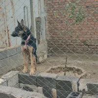 توله ژرمن نر