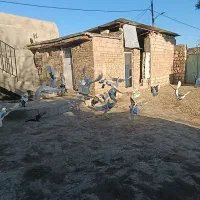 کبوتر|پرنده|چگنی, |دیوار