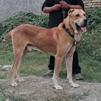 توله افغان استثنایی
