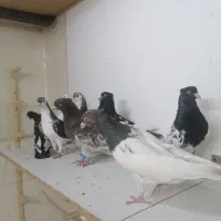 کبوتر