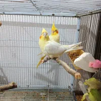 سه جفت پرنده،عروس هلندی، طوطی برزیلی، مرغ عشق