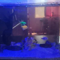 دو عدد آکواریوم سالم با تعدادی ماهی|ماهی|ری, فیروزآباد|دیوار