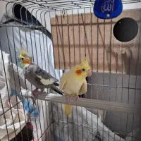 عروس هلندی مولد سخنگو معاوضه با سهره انگشتر و ساعت