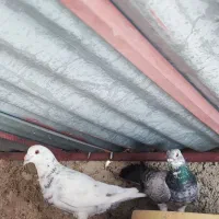 جفت سرور|پرنده|یاسوج, |دیوار