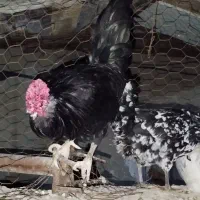 تخم مرغ گلین اصل|حیوانات مزرعه|لامرد, |دیوار