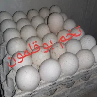 ارائه خدمات جوجه کشی