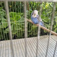 مرغ عشق انگیلیسی ماده