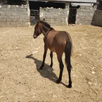 مادیون  با کره قاطر|اسب و تجهیزات اسب‌سواری|لیکک, |دیوار