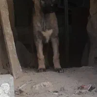 توله سرابی نسل دار