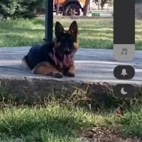 سگ ژرمن تعلیم دیده