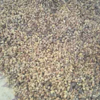 یه تن کنگه خلال برای دامداران|لوازم جانبی حیوانات|شبانکاره, |دیوار