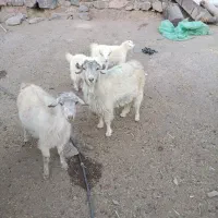 16راس بز راینی آبستن سرمایه درجه یک7800000