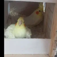 عروس هلندی مولد|پرنده|خرمدره, |دیوار