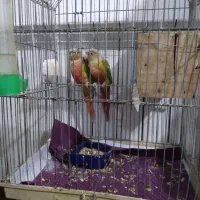 طوطی گرینچک