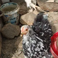 مرغ خروس جوان تازه به تخم اومدن|حیوانات مزرعه|مشهد, حجاب (شهرک غرب)|دیوار