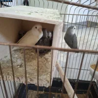 طوطی برزیلی جفت با جوجه