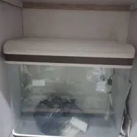 آکواریوم و فرغون