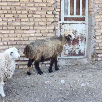 فروش دو عدد شیشک