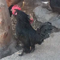 مرغ و خروس برهما