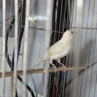 قناری سفید|پرنده|قم, زند آباد|دیوار