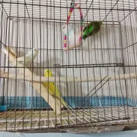 مرغ عشق مولد