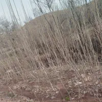 درخت صنوبر پهن برگ