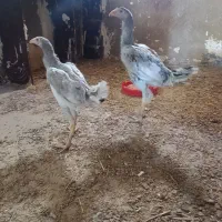 جوجه لاری طوس