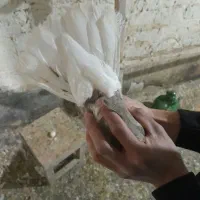 دمسفید|پرنده|قم, چهار مردان|دیوار