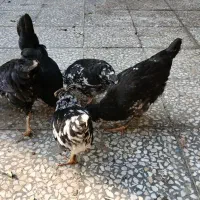 وارک ۴ ماهه گلین طوسی|حیوانات مزرعه|دهلران, |دیوار