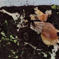 فروش حلزون|خزنده|اصفهان, شهرک امام زمان|دیوار