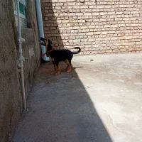 کچوک سک
