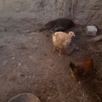 بقلمون