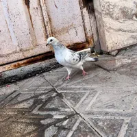 کفتر شامی نذ|پرنده|بم, |دیوار