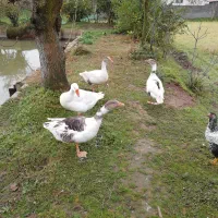 فروش غاز محلی