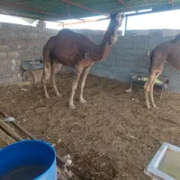 شتر مجی