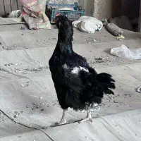 تعداد 10 عدد مرغ لاری و لاری رسمی بصورت تک و یکجا|حیوانات مزرعه|تهران, جوادیه|دیوار