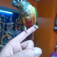 طوطی گرینچیکهای سرلاکی دونخور قرمزی بالا انواع رنگ|پرنده|قائمشهر, |دیوار