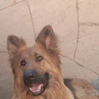 فروش سگ|سگ|اصفهان, بیدآباد|دیوار