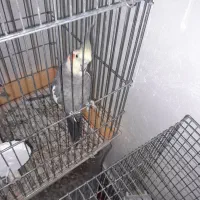 عروسهلندیمامونیه|پرنده|زرندیه, |دیوار