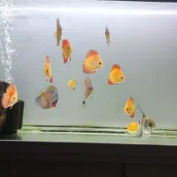 آکواریوم دلسا همراه با ماهی و تمام وسایل