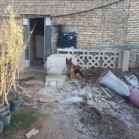 ژرمن ماده ۳۵۰۰|سگ|یزد, |دیوار