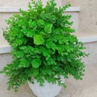 گل شمشاد مصنوعی