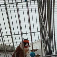 سهرههای اتیقه|پرنده|سنندج, |دیوار