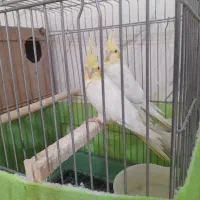 چند تا عروس هلندی ویک جفت فنچ